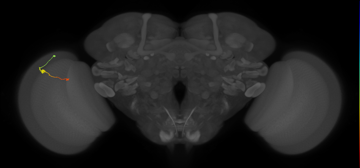 Tm9_L (MaleCNS:111387)