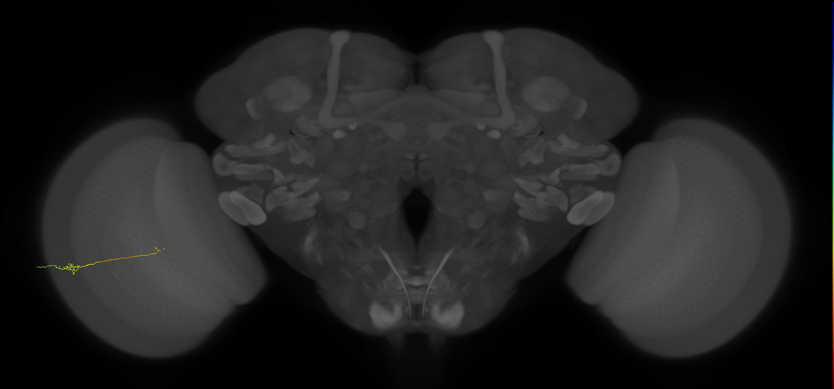 Tm9_L (MaleCNS:534267)