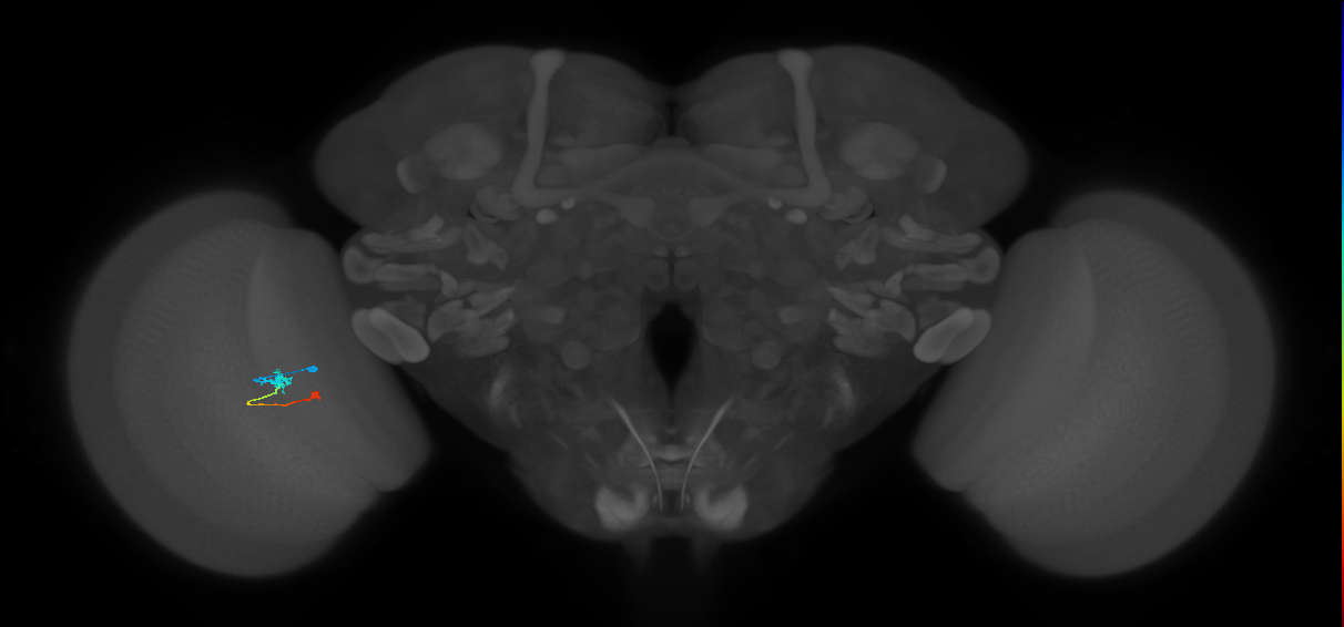 Tm9_L (MaleCNS:104654)