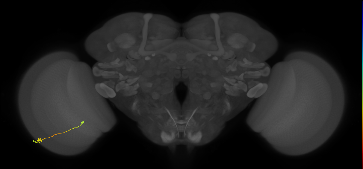 Tm9_L (MaleCNS:93521)