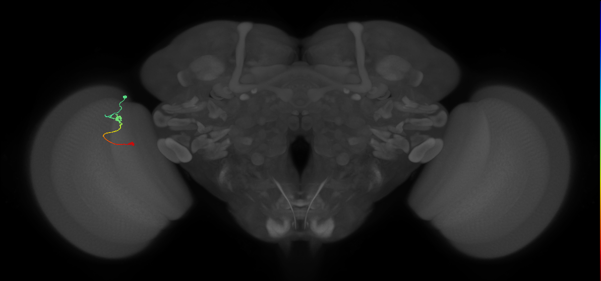 Tm9_L (MaleCNS:580968)