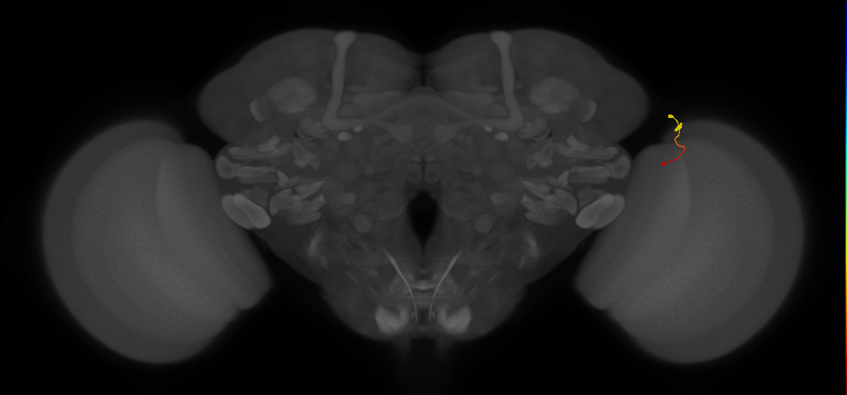Tm9_R (MaleCNS:224743)