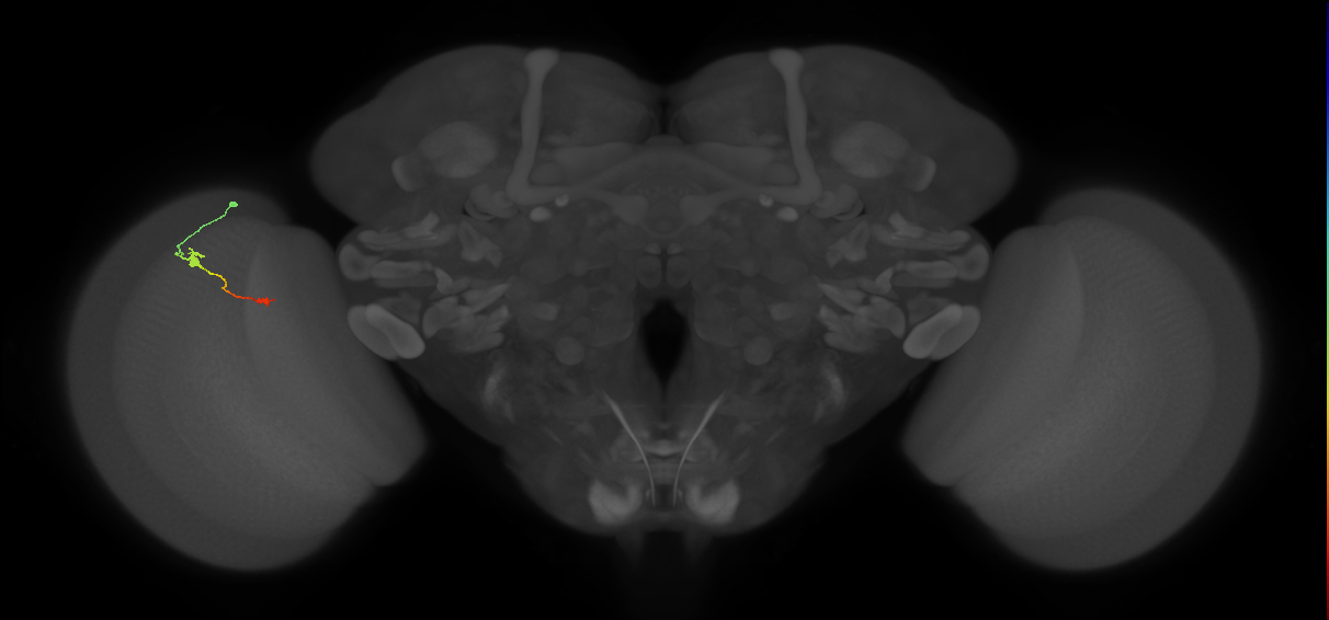 Tm9_L (MaleCNS:157846)