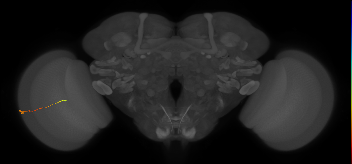 Tm9_L (MaleCNS:550908)