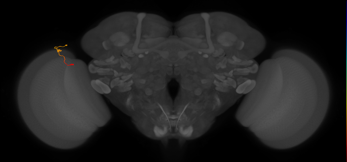 Tm9_L (MaleCNS:552304)