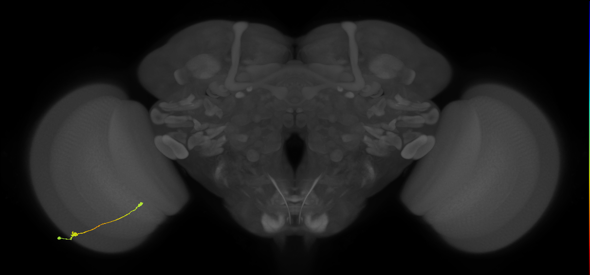 Tm9_L (MaleCNS:100385)