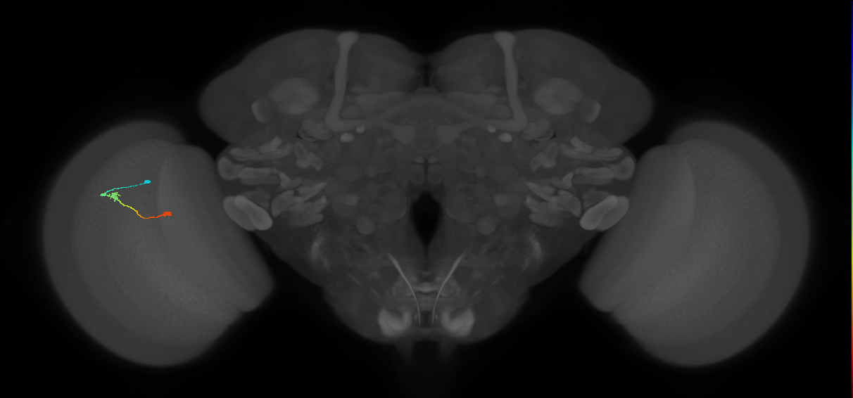 Tm9_L (MaleCNS:149548)