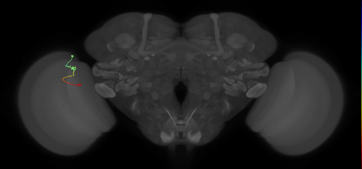 Tm9_L (MaleCNS:167197)
