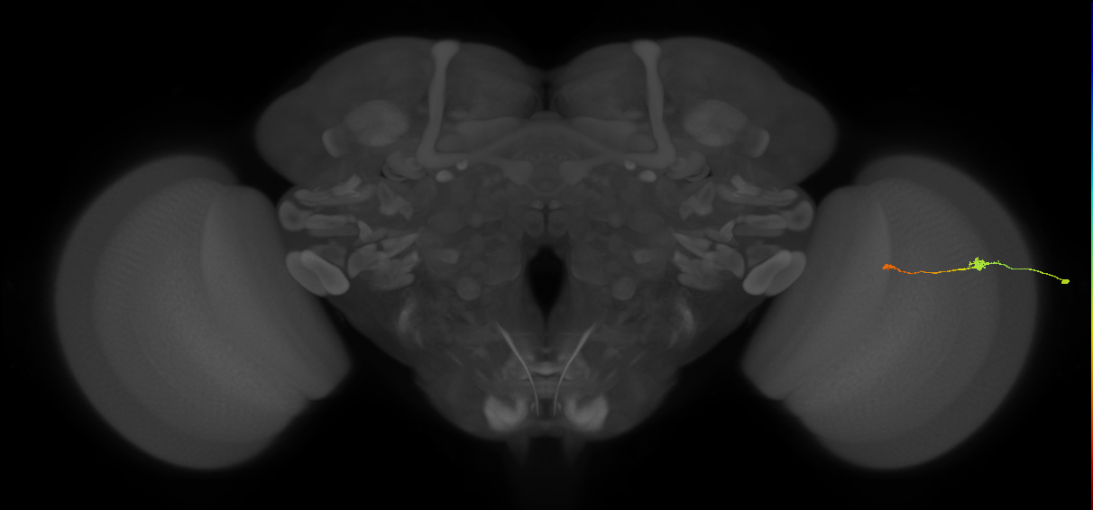 Tm9_R (MaleCNS:164516)
