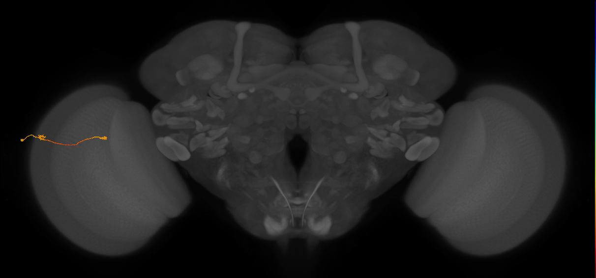 Tm9_L (MaleCNS:114362)