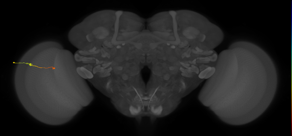Tm9_L (MaleCNS:174468)