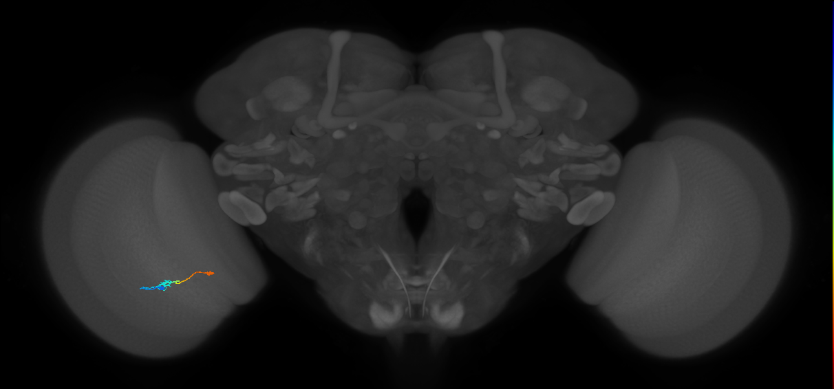 Tm9_L (MaleCNS:106374)