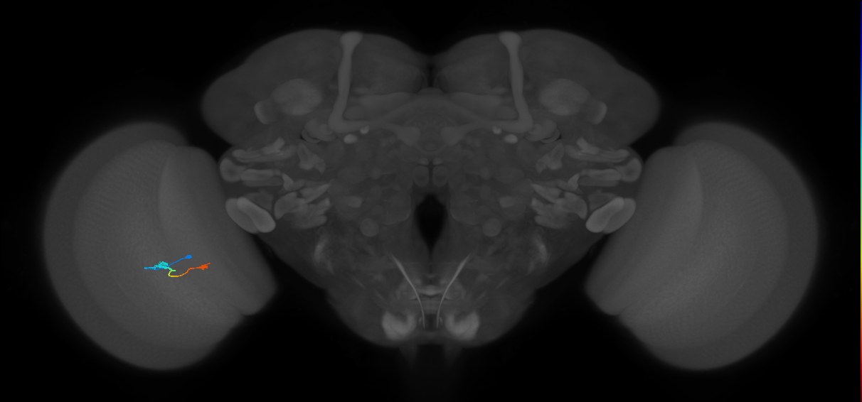 Tm9_L (MaleCNS:110473)