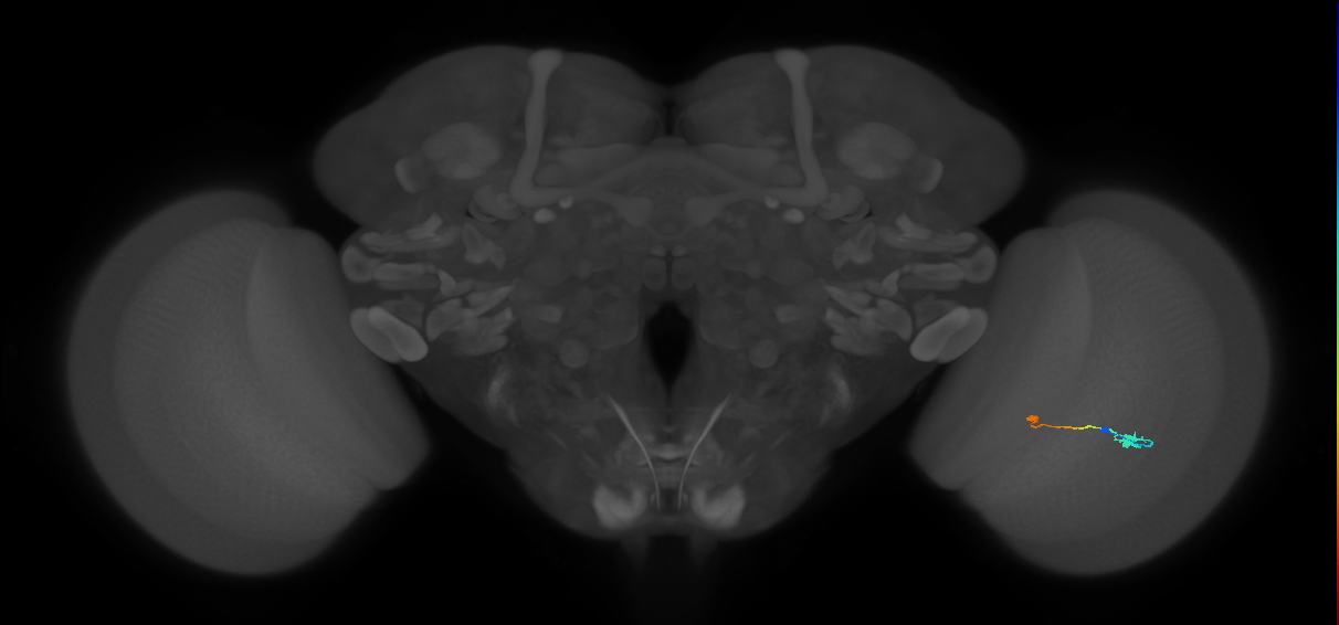 Tm9_R (MaleCNS:89954)