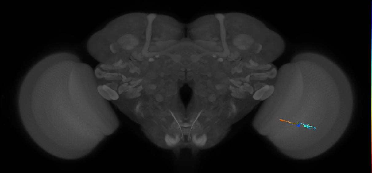 Tm9_R (MaleCNS:144564)
