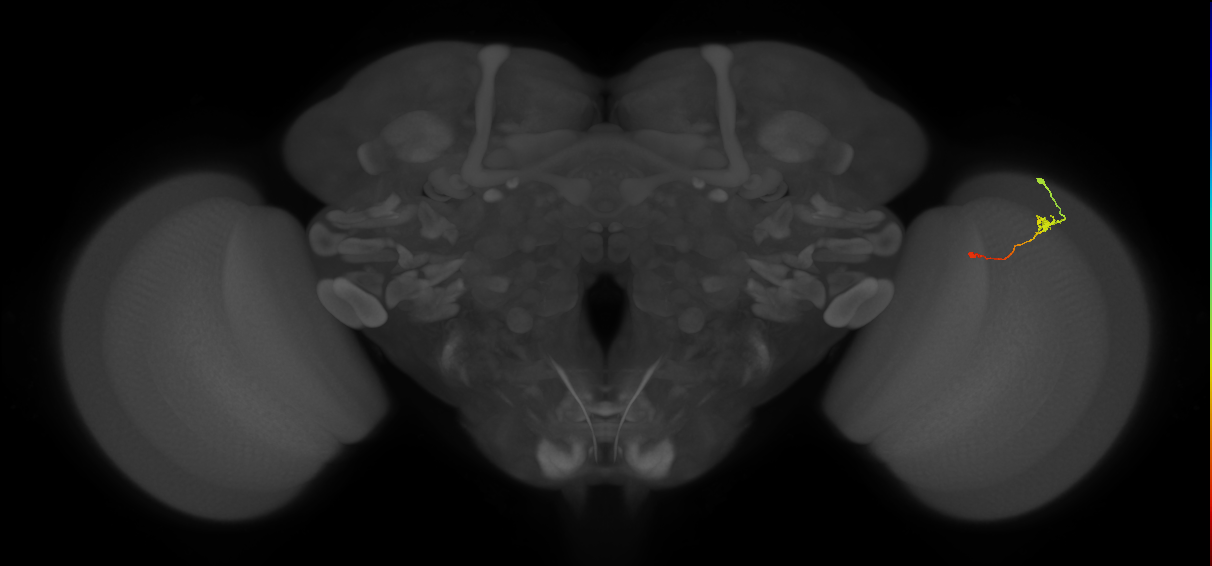 Tm9_R (MaleCNS:111188)