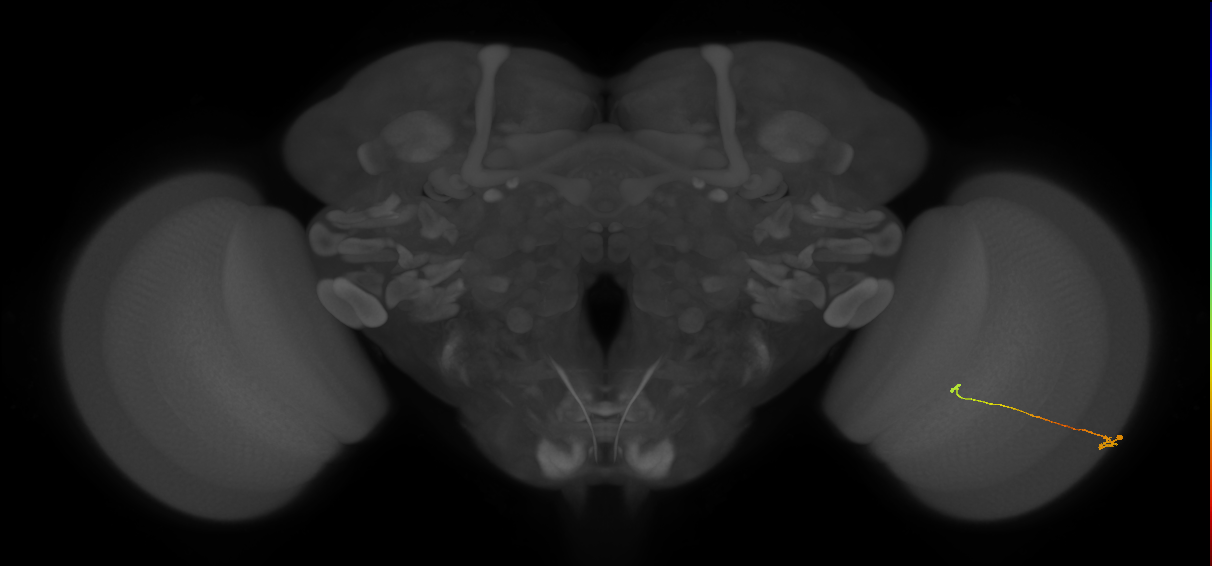 Tm9_R (MaleCNS:139075)