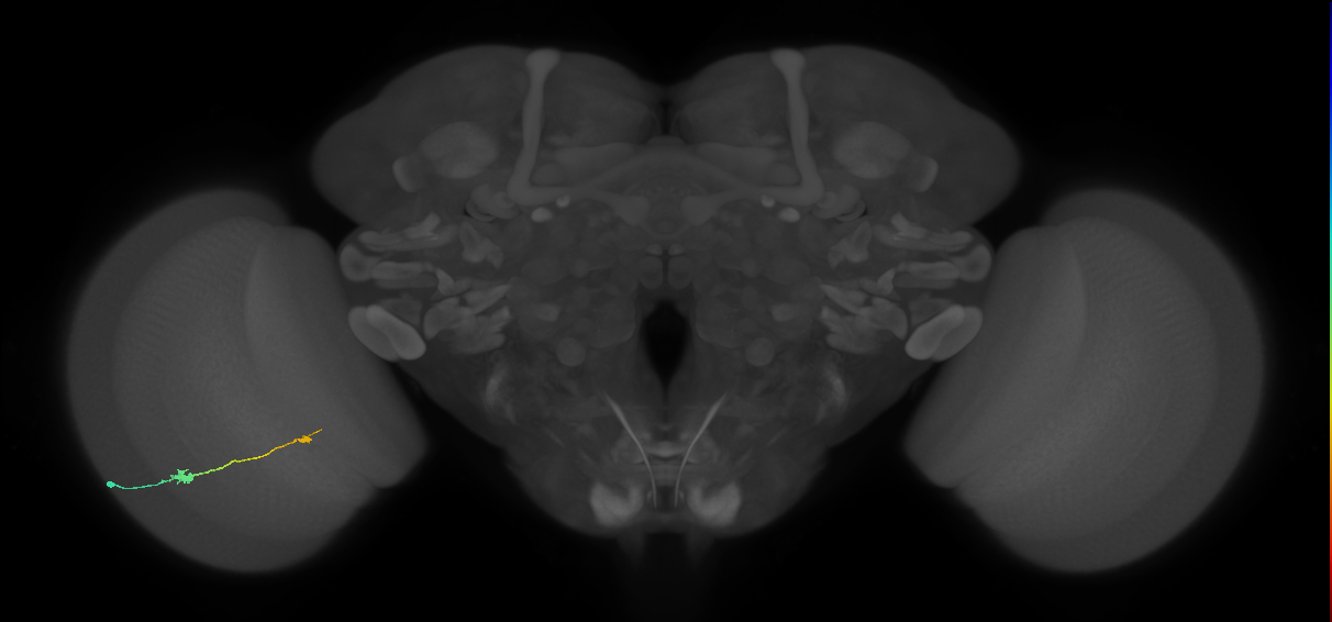 Tm9_L (MaleCNS:549136)