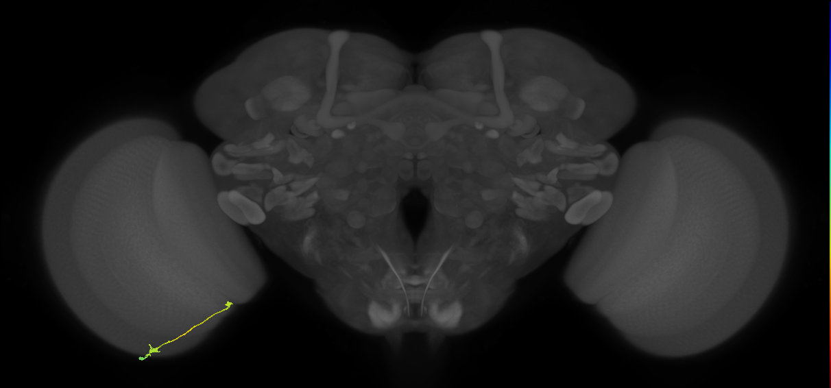 Tm9_L (MaleCNS:126994)
