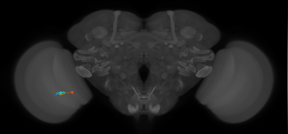 Tm9_L (MaleCNS:523666)