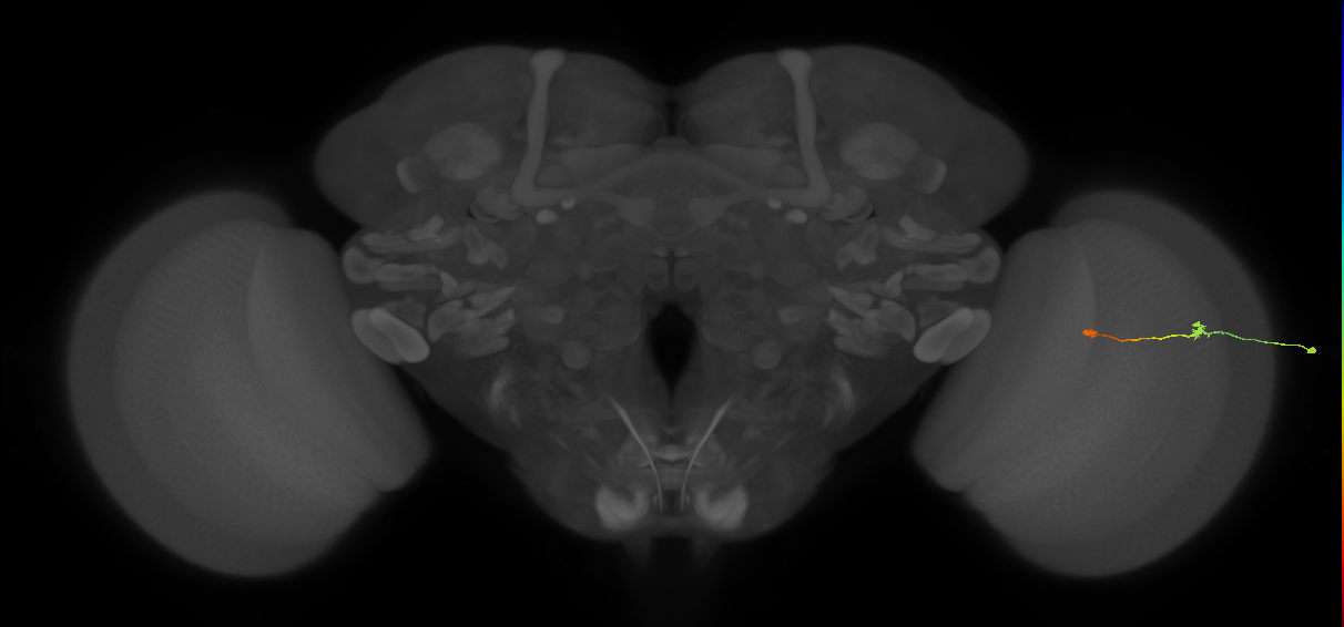 Tm9_R (MaleCNS:161834)