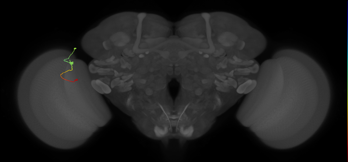 Tm9_L (MaleCNS:130087)