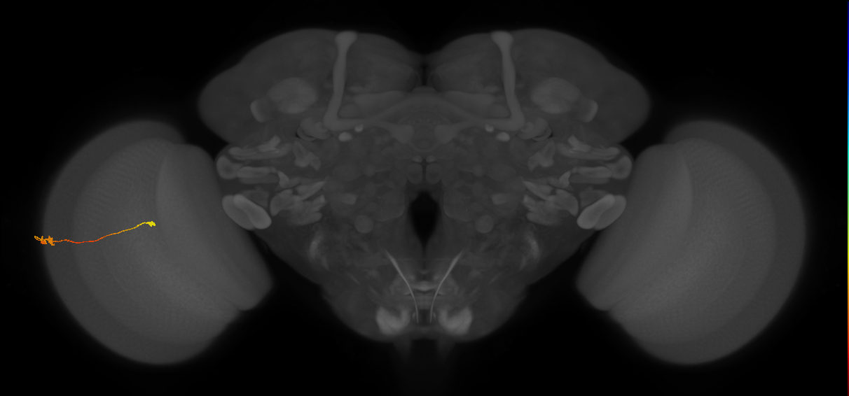 Tm9_L (MaleCNS:168447)