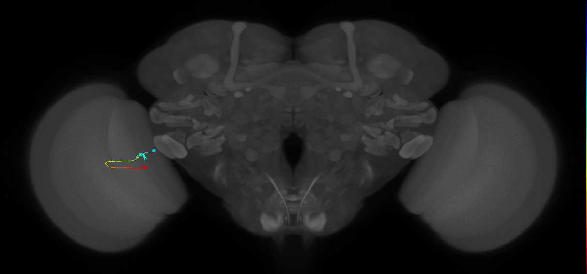 Tm9_L (MaleCNS:166953)