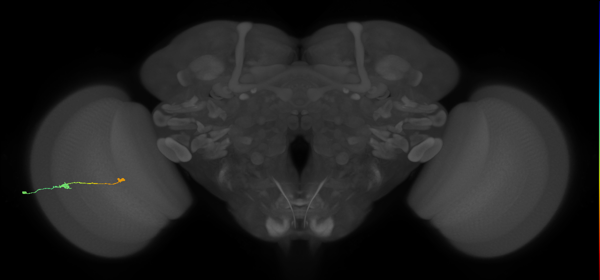 Tm9_L (MaleCNS:84675)