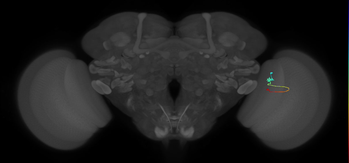 Tm9_R (MaleCNS:117888)