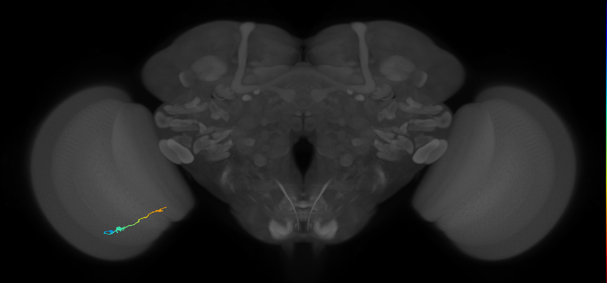 Tm9_L (MaleCNS:115831)