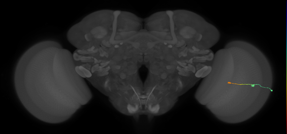 Tm9_R (MaleCNS:94529)
