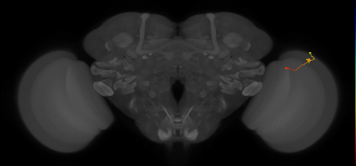 Tm9_R (MaleCNS:120299)