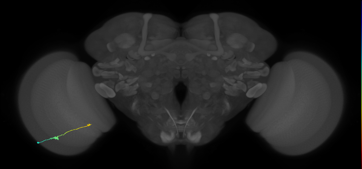 Tm9_L (MaleCNS:223705)