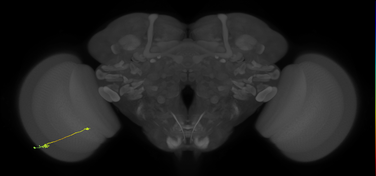 Tm9_L (MaleCNS:213604)