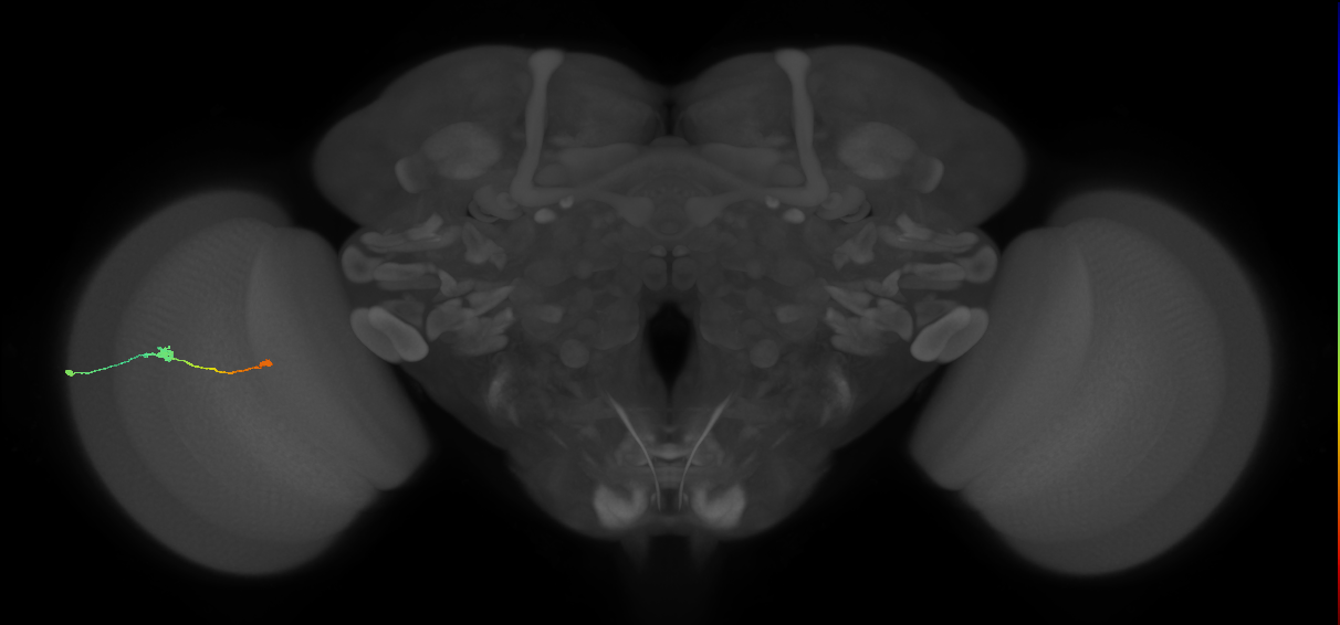 Tm9_L (MaleCNS:147915)