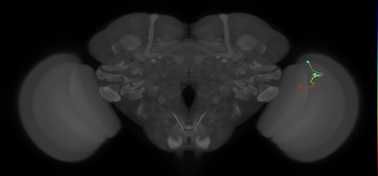 Tm9_R (MaleCNS:109365)