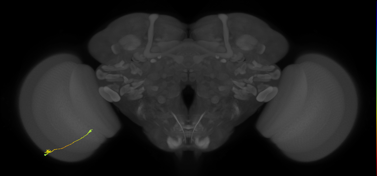 Tm9_L (MaleCNS:514902)