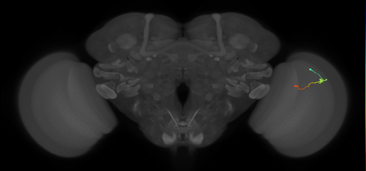 Tm9_R (MaleCNS:155712)