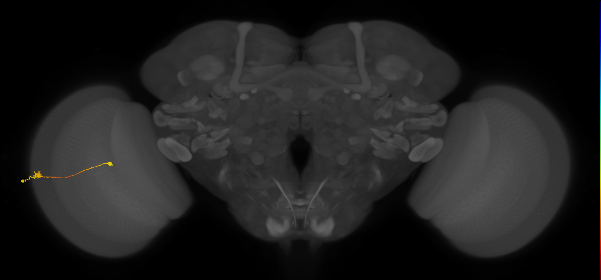 Tm9_L (MaleCNS:569576)