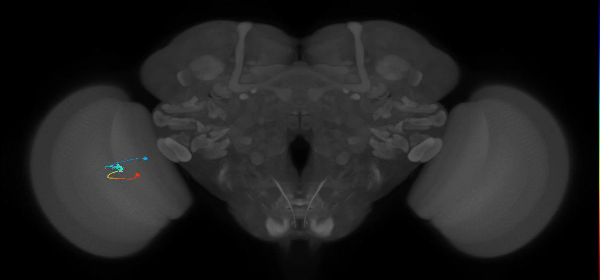Tm9_L (MaleCNS:191496)
