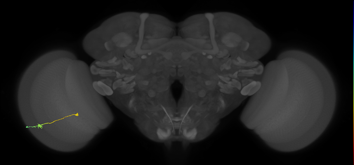 Tm9_L (MaleCNS:93281)