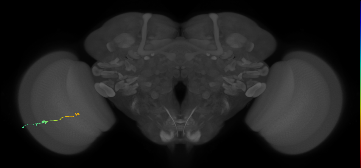 Tm9_L (MaleCNS:98830)