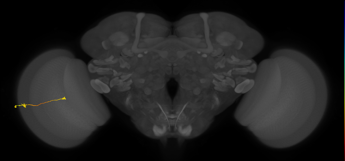 Tm9_L (MaleCNS:560343)