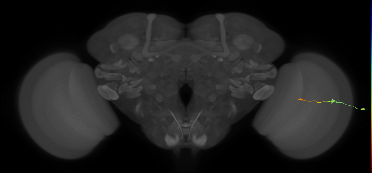 Tm9_R (MaleCNS:96016)