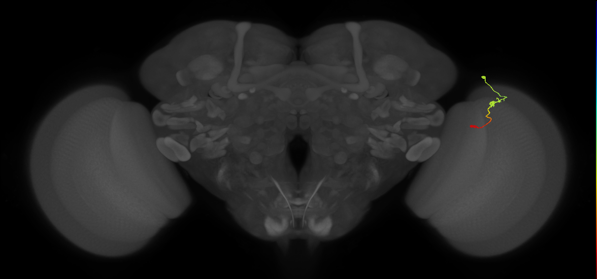 Tm9_R (MaleCNS:118091)