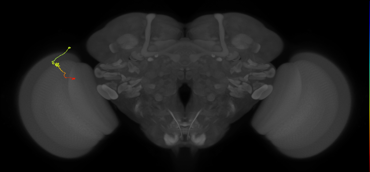 Tm9_L (MaleCNS:114764)