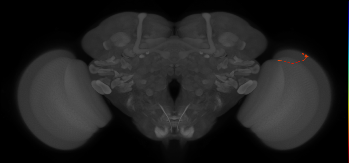 Tm9_R (MaleCNS:217643)