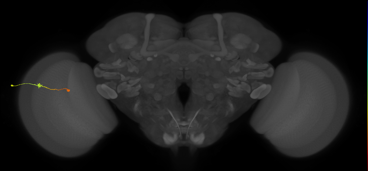 Tm9_L (MaleCNS:517168)