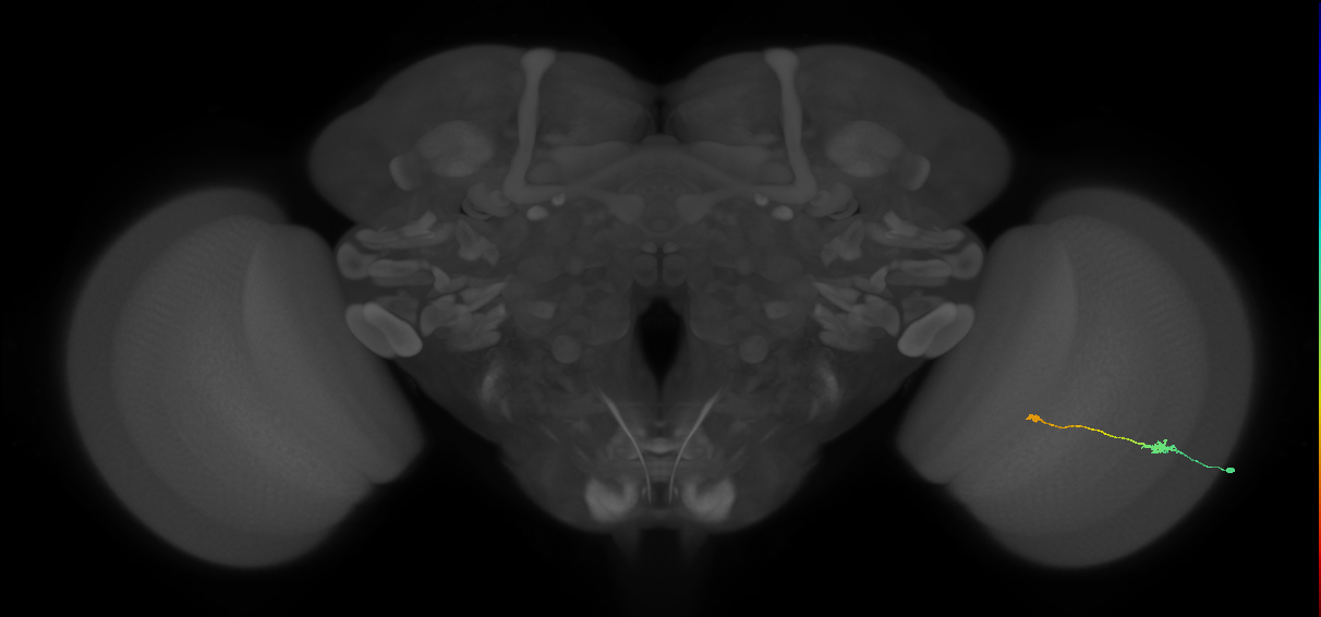 Tm9_R (MaleCNS:149584)